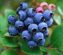 blueberries