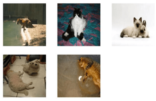 DL Cats and Dogs predicted wrong