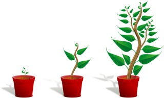sapling - growth.png